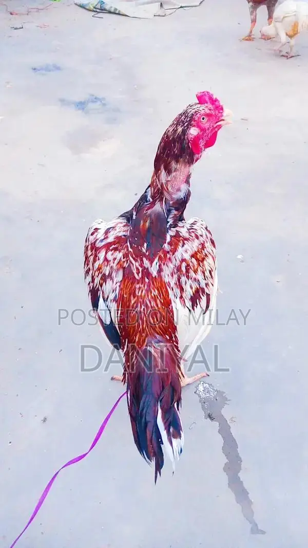 Aseel Puliya and Sileta Male Chickens for Sale