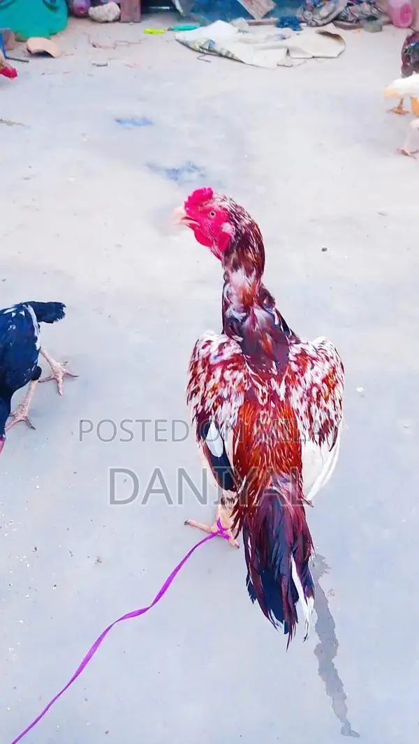 Aseel Puliya and Sileta Male Chickens for Sale