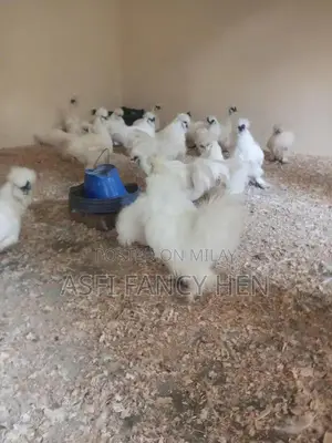 White Silkie Male Chickens - Quality Breeding Stock