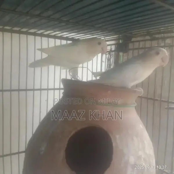 Rare Albino Black-Eyed Parrot for Sale