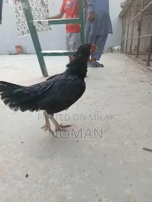 High-Quality Aseel Kruk Madi Chickens with White Eyes