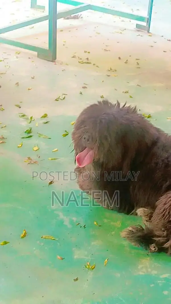 Purebred Shihtzu Male Puppy - Top Quality Companion