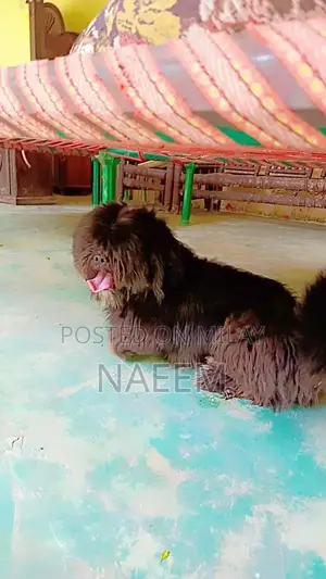 Purebred Shihtzu Male Puppy - Top Quality Companion