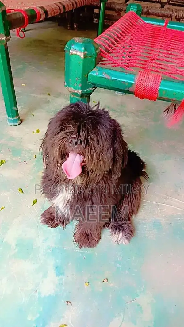Purebred Shihtzu Male Puppy - Top Quality Companion