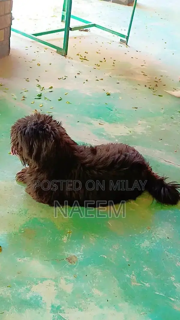 Purebred Shihtzu Male Puppy - Top Quality Companion