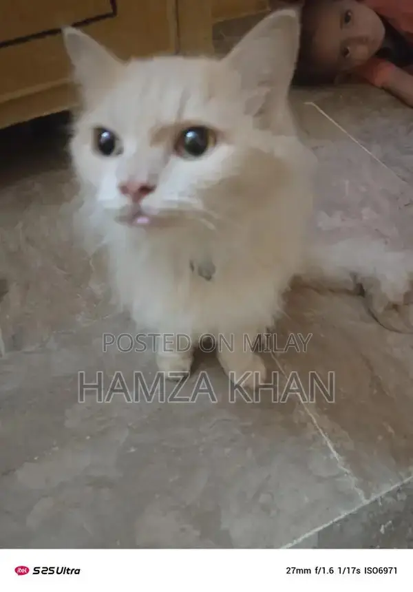 Two Pets: Male and Female Companion Kittens/Animals for Adoption or Ex