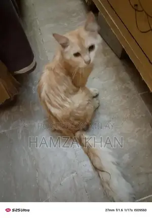 Two Pets: Male and Female Companion Kittens/Animals for Adoption or Ex