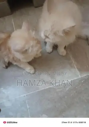 Two Pets: Male and Female Companion Kittens/Animals for Adoption or Ex