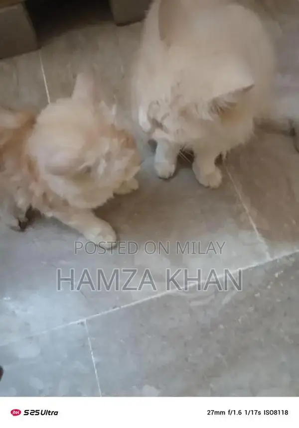 Two Pets: Male and Female Companion Kittens/Animals for Adoption or Ex