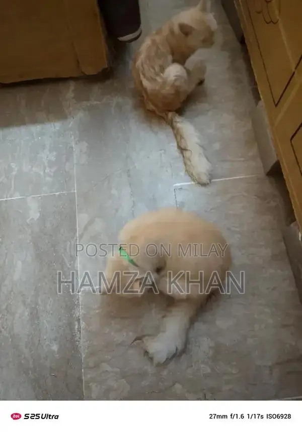 Two Pets: Male and Female Companion Kittens/Animals for Adoption or Ex