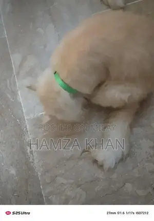 Two Pets: Male and Female Companion Kittens/Animals for Adoption or Ex