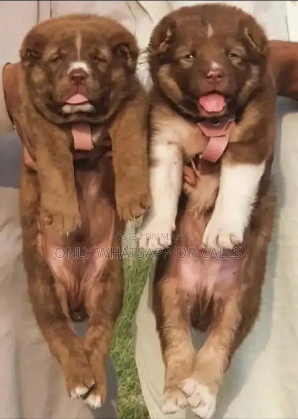 Alabai Double Hadi Heavy Bone Guard Dog For Sale