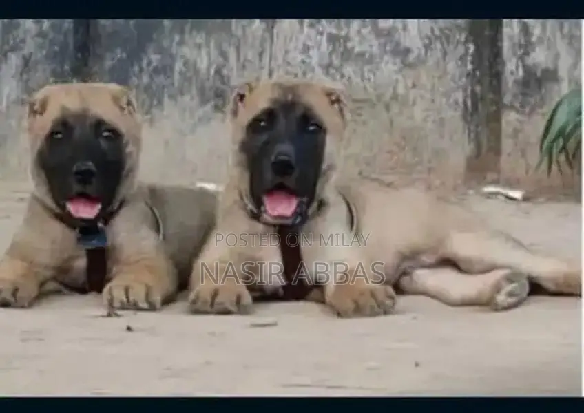 Turkish kangal pair 2 month for sale