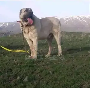 Turkish kangal pair 2 month for sale
