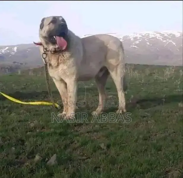 Turkish kangal pair 2 month for sale
