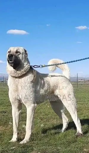 Turkish kangal pair 2 month for sale