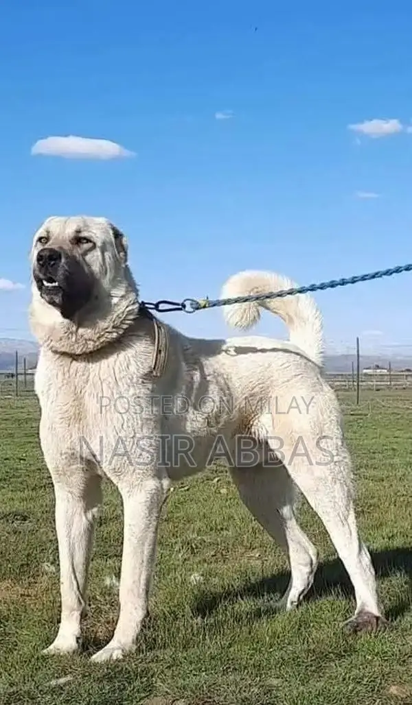 Turkish kangal pair 2 month for sale