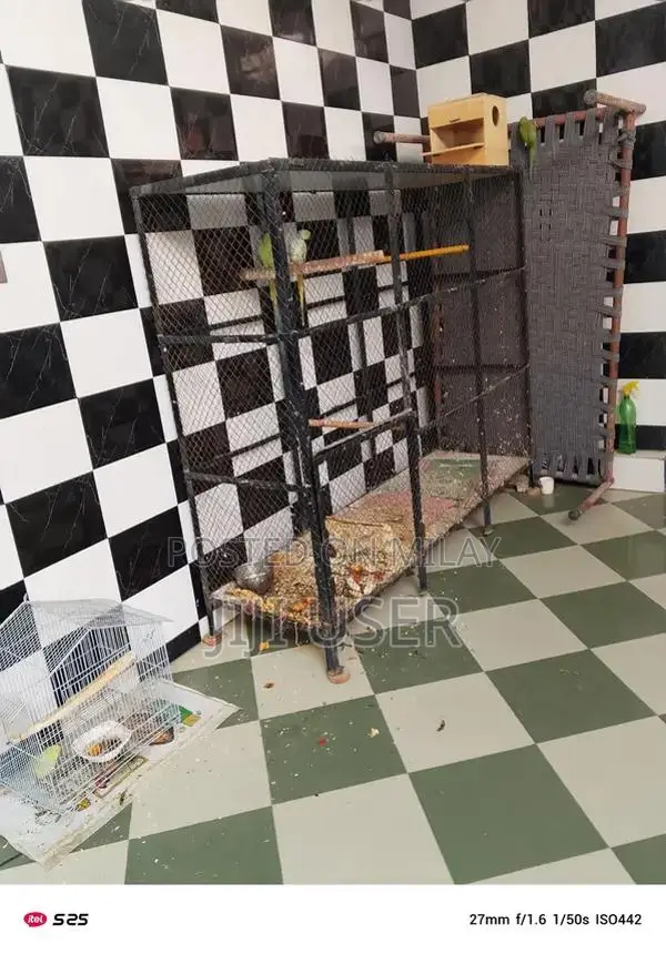 parrot breeder pair for sale