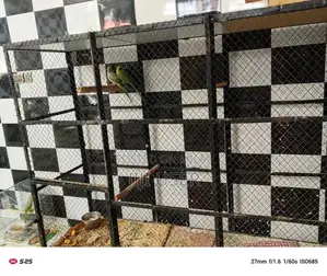 parrot breeder pair for sale