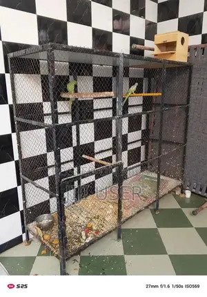 parrot breeder pair for sale