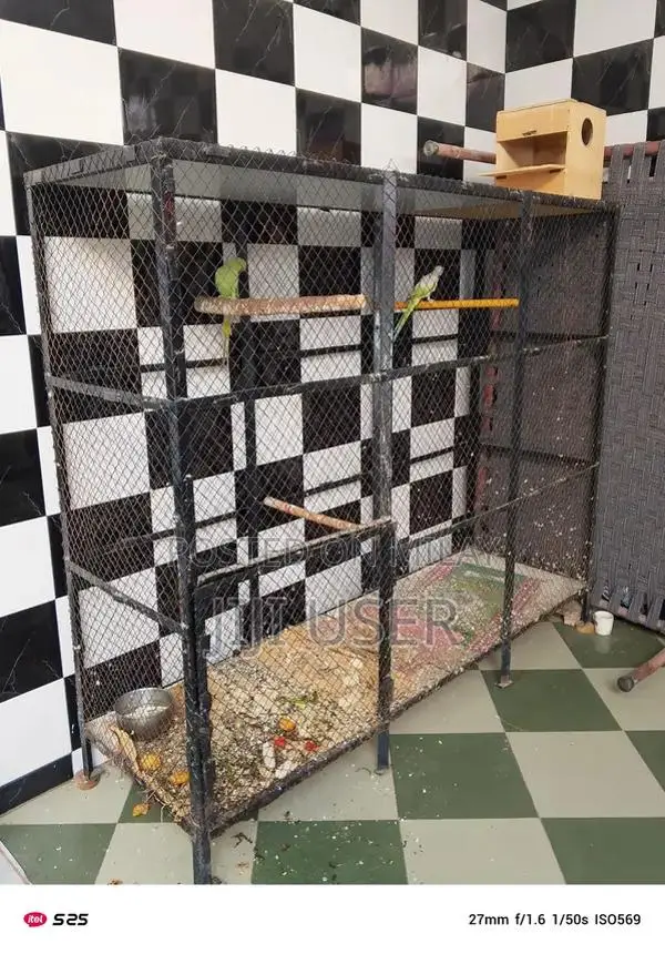 parrot breeder pair for sale