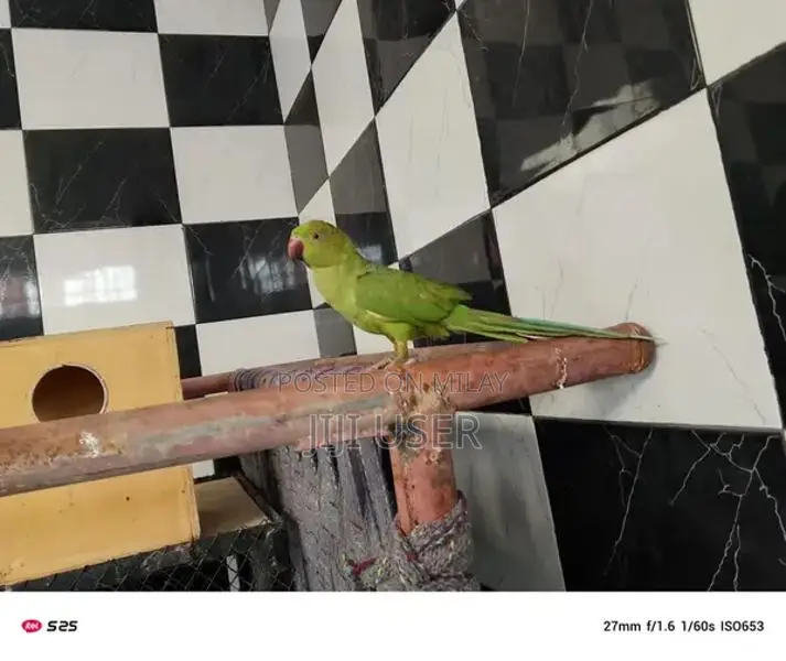 parrot breeder pair for sale