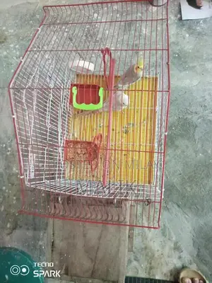 Cocktail Breeding Pair with Cage - Aviary Companion Birds