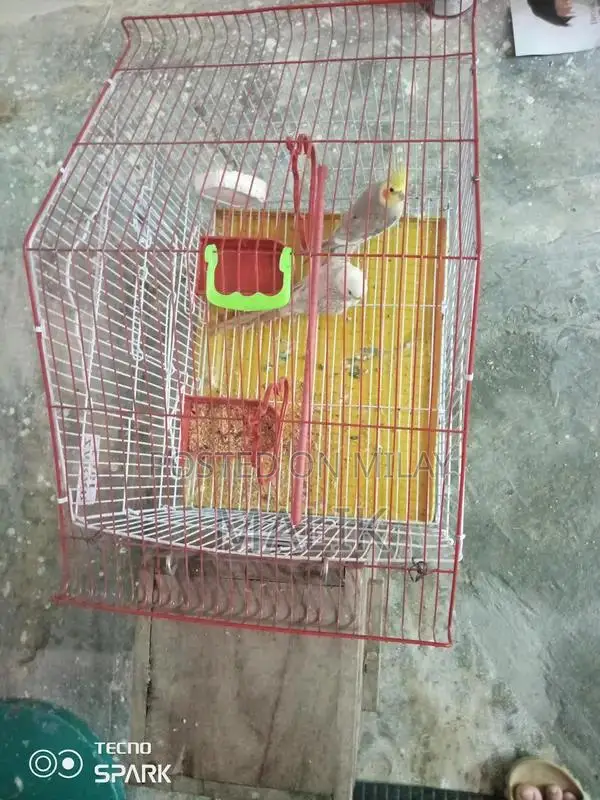 Cocktail Breeding Pair with Cage - Aviary Companion Birds