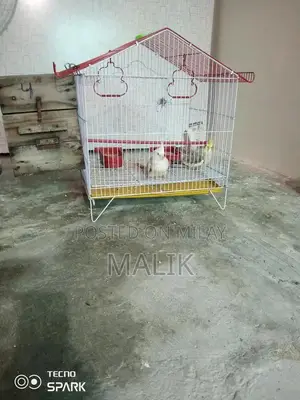 Cocktail Breeding Pair with Cage - Aviary Companion Birds