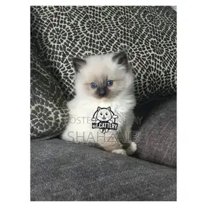 Photo - Persian Punch Face Kitten - High Quality British Breed