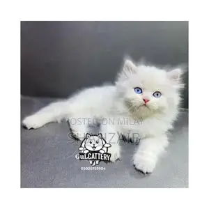 Persian Punch Face Kitten - High Quality British Breed