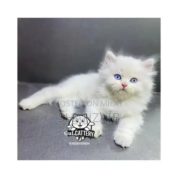 Persian Punch Face Kitten - High Quality British Breed