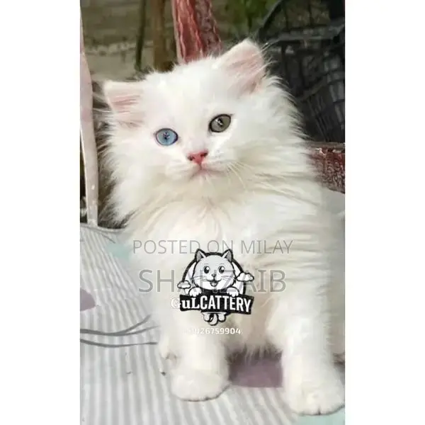 Persian Punch Face Kitten - High Quality British Breed