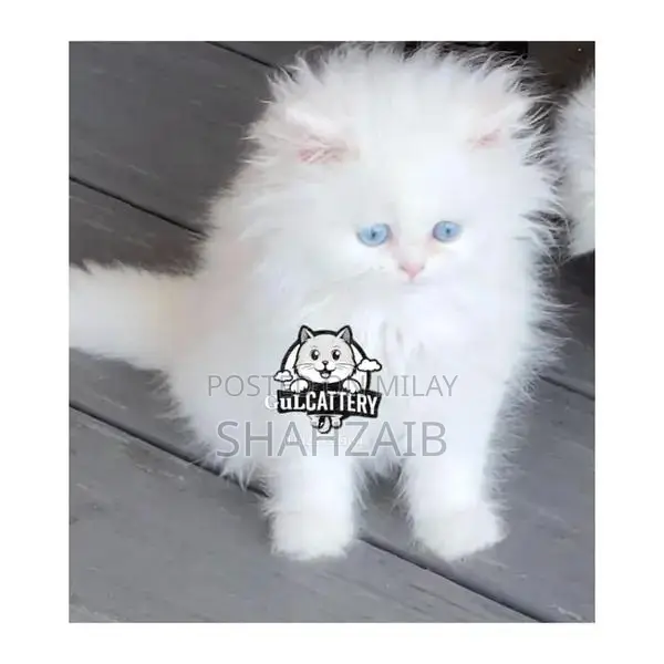 Persian Punch Face Kitten - High Quality British Breed