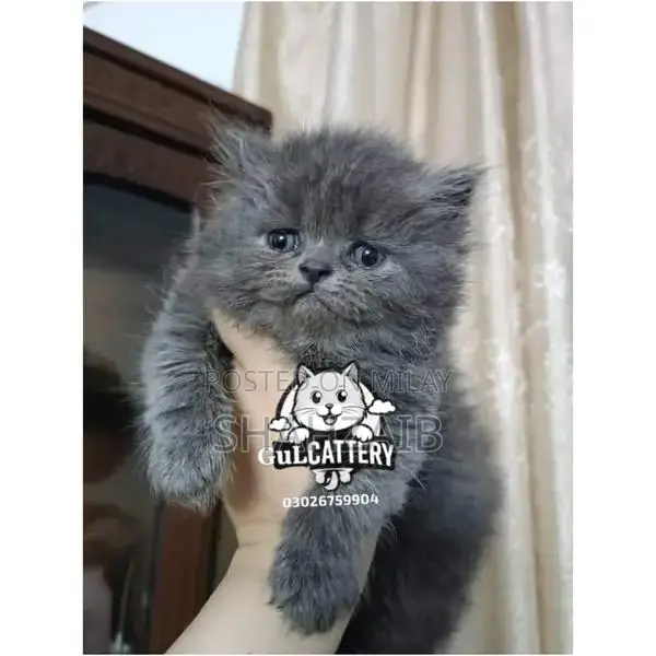 Persian Punch Face Kitten - High Quality British Breed