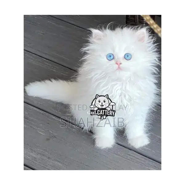 Persian Punch Face Kitten - High Quality British Breed
