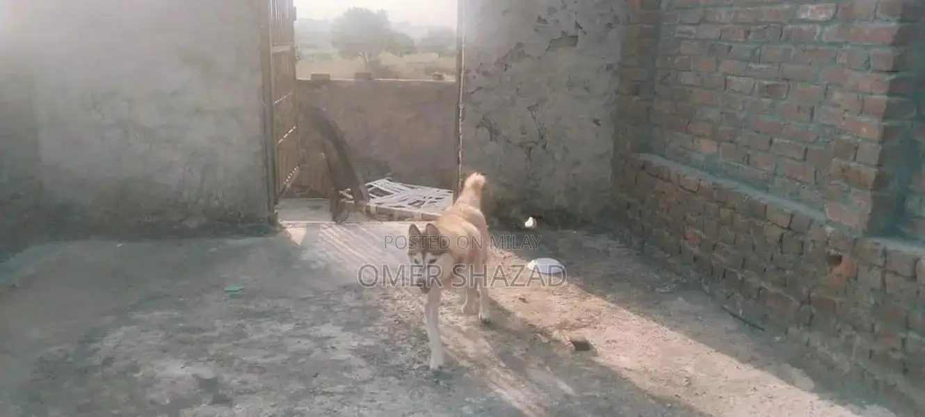 sale female husky dog