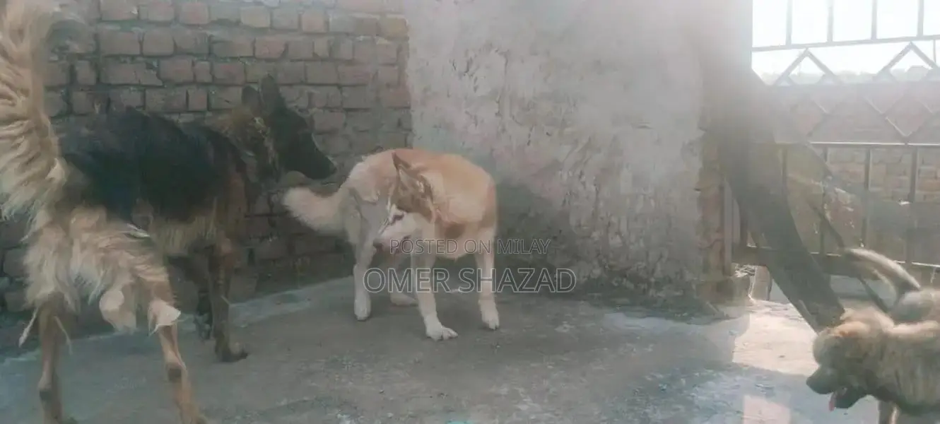 sale female husky dog