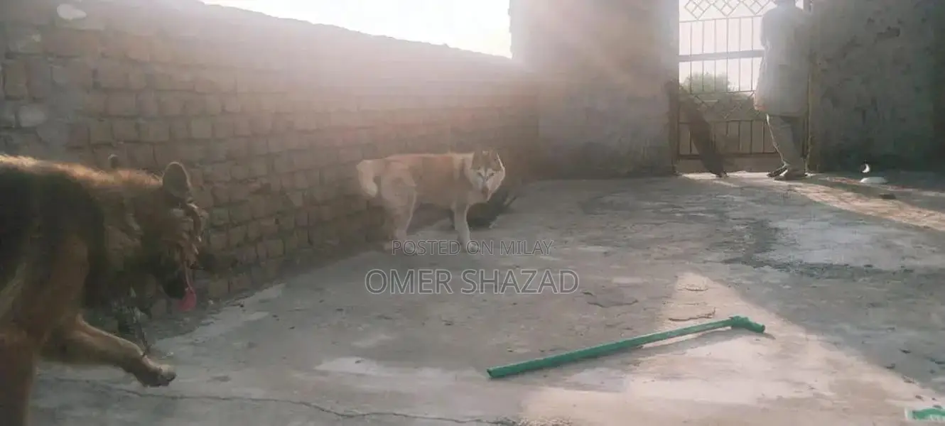 sale female husky dog