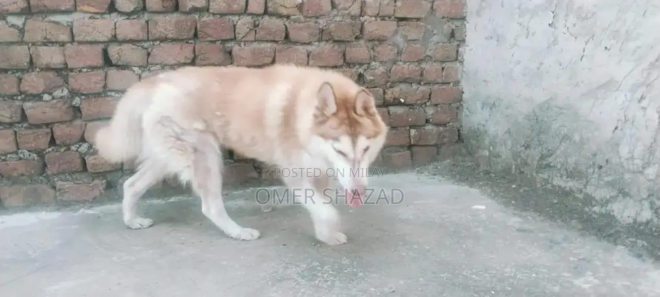 sale female husky dog