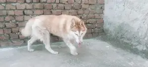 sale female husky dog