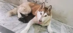 sale female husky dog