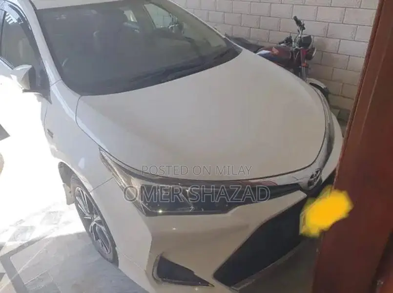 sale female husky dog