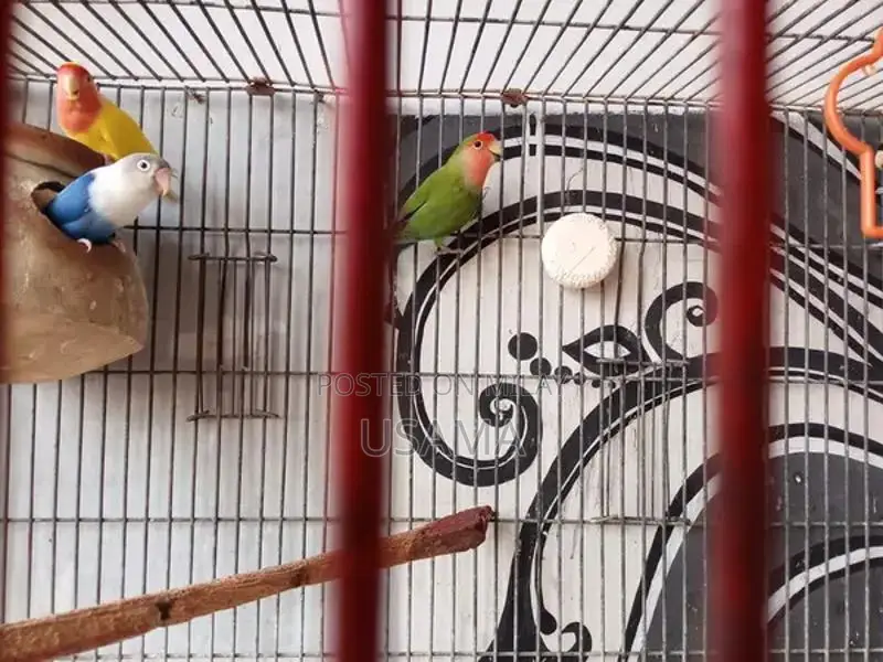 Diya Set with Multiple Color Options for Home Decor