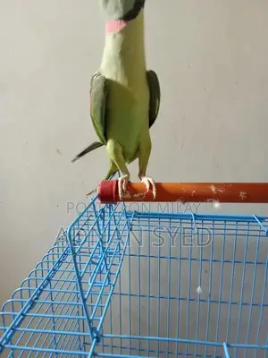 Photo - Raw Parrot Bird - Exotic Pet Specimen for Sale