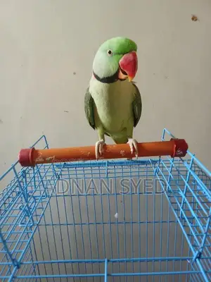 Raw Parrot Bird - Exotic Pet Specimen for Sale