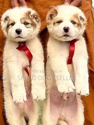 Photo - Bakarwal Dog Puppies - Healthy Pair with Strong Bone Structure