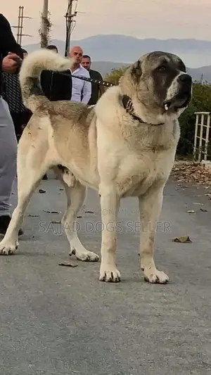 Bakarwal Dog Puppies - Healthy Pair with Strong Bone Structure