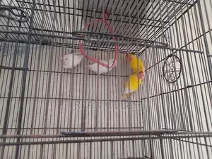 Photo - Lovely Love Birds - Two Pairs of Yellow and White Companion Birds