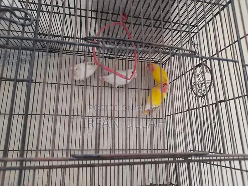 Lovely Love Birds - Two Pairs of Yellow and White Companion Birds